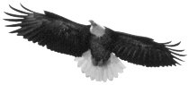 Image-Eagle-3